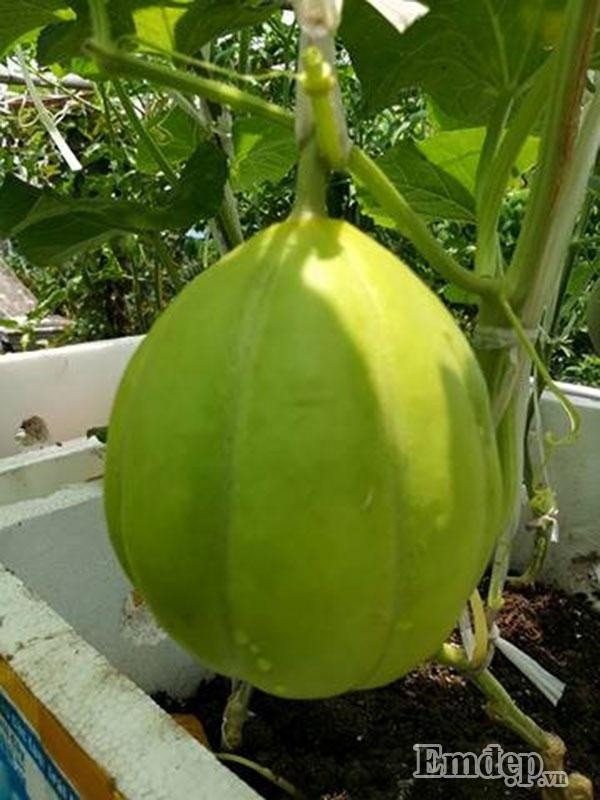Anh Non cho biết, để có được những trái dưa lê như này anh từng thất bại nhiều lần vì dưa là loại trái cây khó trồng. Anh trồng nhiều lần đều thất bại do chưa có kinh nghiệm. Cây thường xuyên bị sâu đục, ăn lá, úng rễ. Về sau, từ vốn kiến thức học hỏi được anh chịu khó bắt sâu và ốc sên nên cây không bị ăn các bộ phận nữa.