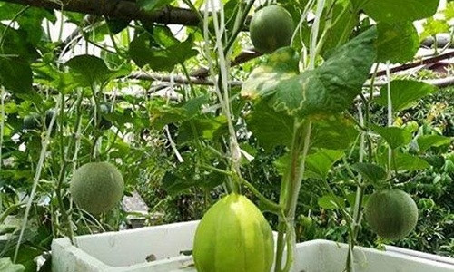 Dưa sạch của anh không phun thuốc sâu.