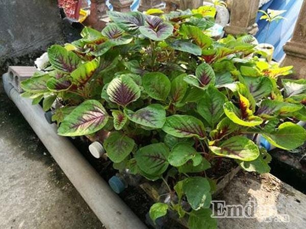 Những thùng xốp rau ngót tốt tươi phục vụ bữa ăn hàng ngày của gia đình anh.