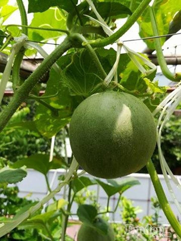 Không chỉ dưa trĩu trịt quả mà đu đủ trồng từ thùng xốp của anh Non cũng khiến nhiều người ngưỡng mộ.