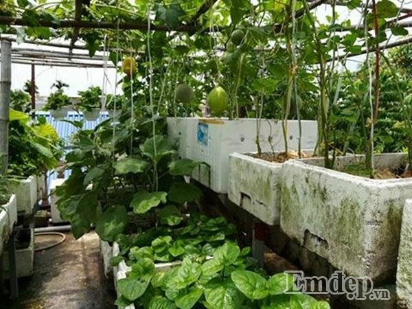 Anh Non cho biết, anh tận dụng những vỏ chai nhựa và cho đất vào trồng rau dền, rau cải cải thiện bữa ăn cho gia đình.