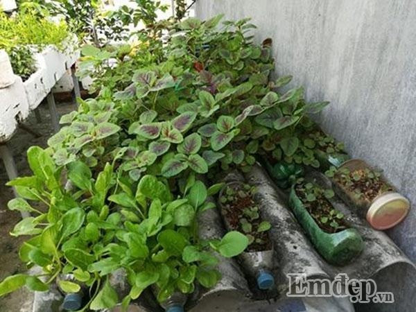 Rau mùng tơi tươi tốt trên khu vườn. Anh cho biết, loại rau này khá dễ trồng, hàng ngày anh chỉ cần tưới rau và không cho thuốc bảo vệ thực vật, cây vẫn lớn ầm ầm.