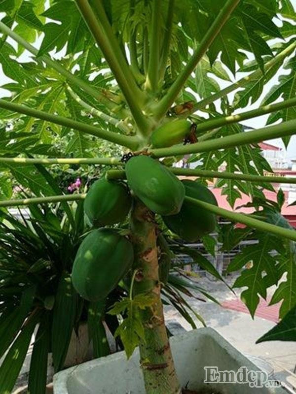 Không chỉ trồng cây ăn trái, anh còn mát tay trồng cà tím. Anh cho biết, còn nuôi gà trên sân thượng vừa để ăn thịt vừa để lấy nguồn phân bón sạch nuôi cây.