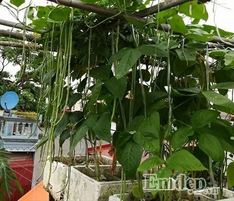 Với giàn đậu đũa, anh tỉ mỉ dùng cọc tre, nứa để làm nơi leo cho đậu. Đậu đũa cũng là 1 trong những giống cây bị sâu ăn nhiều nên anh thường xuyên dành thời gian bắt sâu cho cây.