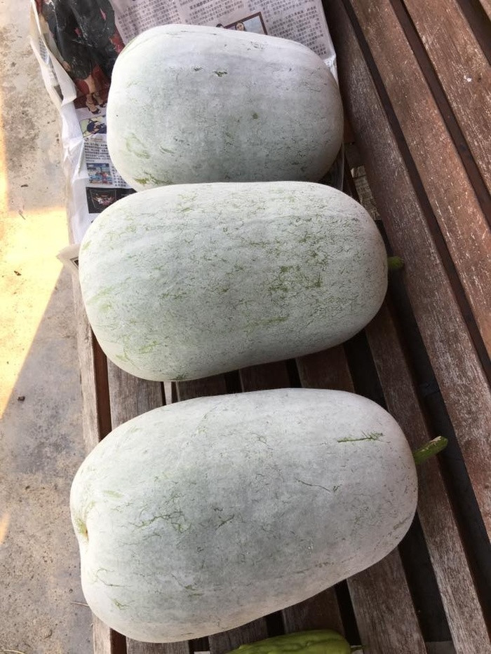 Bí đao to bất ngờ nhà chị Ly.