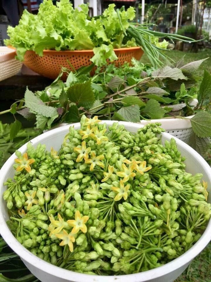 Dàn thiên lý cho hoa ăn không kịp.