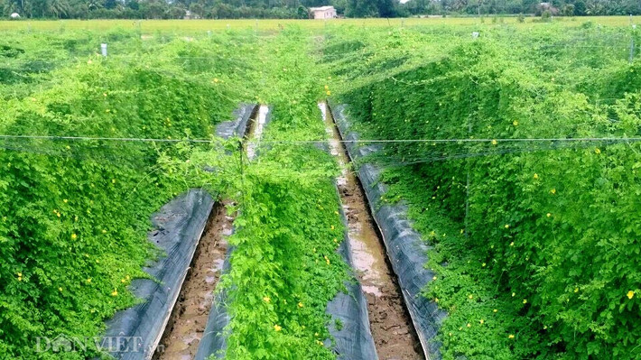 Làm việc trong lĩnh vực công nghệ thực phẩm, chị Nguyễn Thị Kim Thoa (quê huyện Phong Điền, TP.Cần Thơ) trong một chuyến đi công tác ở Đồng Nai đã được người dân nơi đây giới thiệu về cây khổ qua rừng với nhiều dược liệu quý cho người bị bệnh tim mạch, tiểu đường, mở máu,… được nông dân lấy giống từ rừng đem về trồng ở vườn nhà. Tò mò chị Thoa xin hạt giống về quê trồng thử thì cây giống lên xanh tốt, trái ra đầy cành.