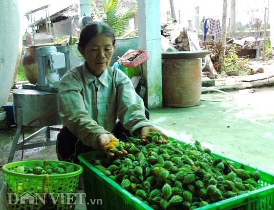 Từ nguồn nguyên liệu đó, công ty của chị đã làm ra nhiều sản phẩm như: Trà túi lọc khổ qua rừng, viên uống khổ qua rừng dạng nang và dạng hoàn vời thương hiệu MUDARU, giúp hỗ trợ điều trị ngăn ngừa các biến chứng tiểu đường, mỡ máu, huyết áp... Hiện những sản phẩm từ khổ qua rừng của công ty chị Thoa đã có mặt tại Cần Thơ và hệ thống nhà thuốc toàn quốc, quầy trưng bày các sân bay và siêu thị…