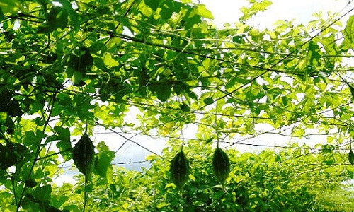 Chị Thoa cho biết, để đảm bảo vùng nguyên liệu tự cung, trong thời gian tới chị sẽ mở rộng trồng hàng trăm ha khổ qua rừng ở vùng ĐBSCL và đưa sản phẩm trà khổ qua của mình vào hệ thống siêu thị toàn quốc; mở rộng thị trường sang các nước Mỹ, Úc, Châu Âu và Hồng Kông…