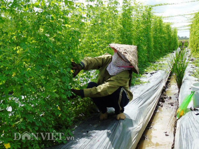 Với kết quả khả quan đó, năm 2014 chị Thoa chính thức rẽ hướng sang làm kinh tế nông nghiệp, trồng và chế biến các sản phẩm từ khổ qua rừng. Chị mạnh dạn hùn vốn với vài người bạn thành lập Công ty CP TNB Việt Nam (đặt trụ sở tại quận Cái Răng, TP.Cần Thơ), chuyên nuôi trồng và sản xuất trà khổ qua rừng.