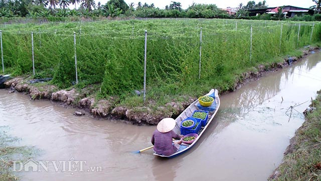 Tính đến nay công ty của chị đã mở rộng diện tích trồng khổ qua rừng ra được trên 10 ha tại các Vĩnh Long, Hậu Giang, Sóc Trăng và TP.Cần Thơ, theo hướng sạch, không sử dụng phân thuốc hóa học, có màng phủ, hệ thống tưới nhỏ giọt tự động …