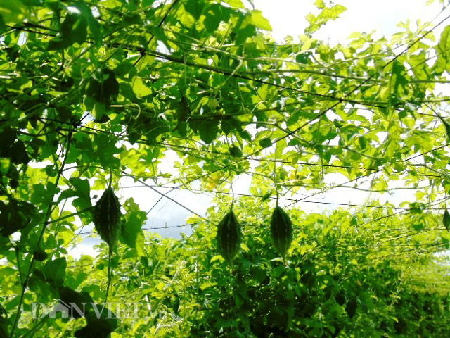 Từng học ngành công nghệ thực phẩm, chị Thoa khát khao tạo ra vùng dược liệu quý từ khổ qua rừng, phòng và điều trị bệnh cho mọi người. Năm 2013, chị trồng thí nghiệm 1ha khổ qua rừng tại Sóc Trăng; sau khi thu hoạch chị đem cho người thân quen, những người bị bệnh tiểu đường, cao huyết áp, mở máu,… dùng thử và kiểm nghiệm đánh giá xem hiệu quả như thế nào. Và kết quả sức khỏe mọi người được cải thiện rất tốt.