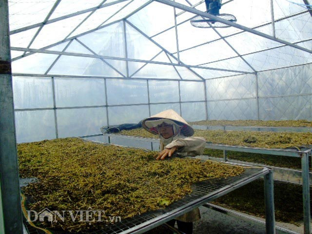 Khổ qua rừng được rửa sạch, sấy khô trước khi làm ra nhiều sản phẩm có công dụng hỗ trợ tốt cho sức khỏe.