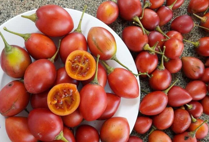 Khi ăn, loại cà chua này có vị thơm ngon, hơi chua ngọt, có thể ăn trực tiếp, làm salad hoặc ép nước uống. Ảnh: Happytrees.