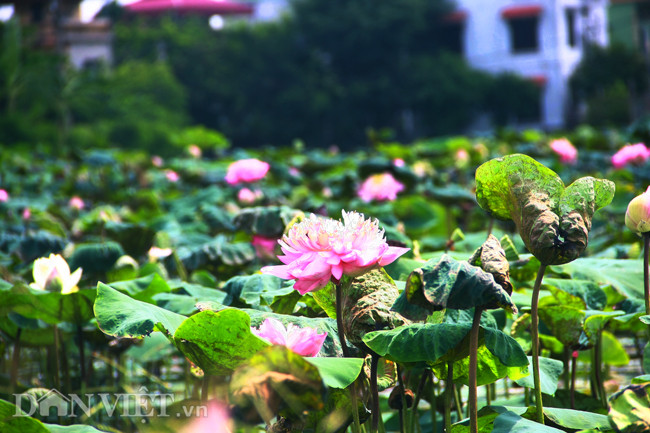 Vào mỗi buổi sáng sớm, khi nắng vừa lên cũng là lúc đầm sen này rực rỡ nhất.