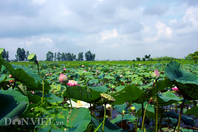 Nhớ lại cách đây dăm năm trở về trước, khi thấy tôi bắt đầu gom rất nhiều đất xung quanh nhà lại thuê để trồng sen, nhiều bà con lối xóm nghĩ tôi "có vấn đề", không dưng đi bỏ ra một đống tiền ra để cải tạo đầm lầy rộng ban đầu là gần 5.000m2, sau đó được tôi mở rộng lên thành hơn 8.000m2 như hiện nay", anh Hạnh kể lại.