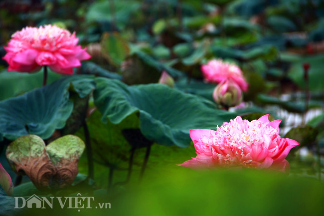 Có lẽ so với mọi năm thì năm nay, đầm Ninh Xá nổi tiếng nhất là sen Quan Âm Liên Hoa, đây là loại sen mới xuất hiện một vài năm gần đây.