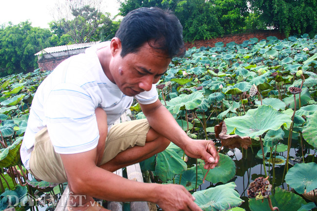 Không một ai ở đây ở Ninh Xá không biết tới gã "khùng" Hạnh sen, người đàn ông sở hữu đến cả chục loài sen độc, lạ và quý hiếm. Vậy nên, việc chúng tôi tìm ra khu trồng sen của anh Hạnh là điều không quá khó.