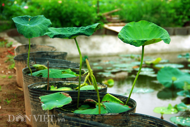 So với thời điểm cách đây một hai năm về trước thì năm nay, đầm sen của anh Hạnh đã bị giảm đi vài loại, nguyên nhân là do "năm nay thời tiết khắc nghiệt, đợt nắng nóng kỷ lục vừa qua đã khiến cho một số củ sen anh ươm gần như chết hết, đây là một năm sen chưa được khởi sắc", anh Hạnh nói thêm.