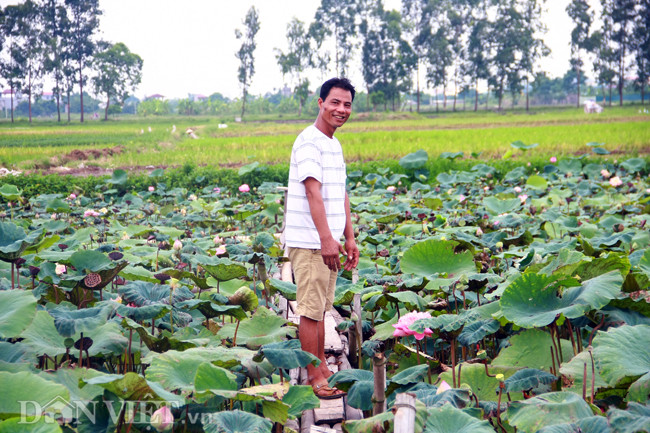Anh Hạnh vừa cười vừa nói với chúng tôi về độ "khủng" của nó: "Sen Quan Âm trong đầm mình to lắm, khéo to bằng cả cái vàng của chiếc mũ cối của các chú bộ đội hay dùng".