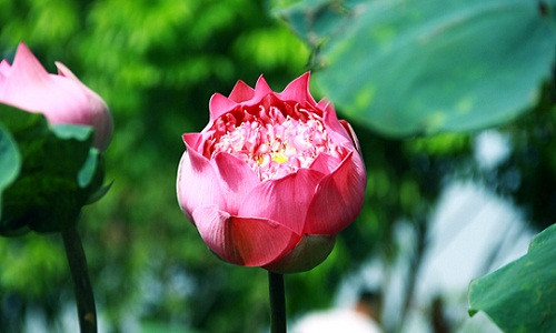 Rời Thủ đô, ồn ào, náo nức, ta đến với huyện Thanh Trì (Hà Nội), nơi có đầm sen Ninh Xá thanh bình với diện tích khá rộng, khoảng hơn 8000m2 của anh Nguyễn Văn Hạnh (48 tuổi, Ninh Xá, Ninh Sở, Thường Tín, Hà Nội).