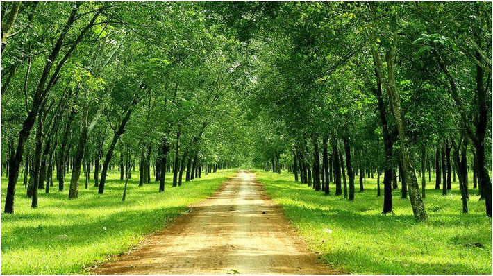 Với cây cao su, Hoàng Anh Gia Lai sẽ khai thác 11.000 ha, thu được 18.000 tấn mủ khô đạt doanh thu khoảng 745 tỷ đồng. Ảnh: Cafebiz.