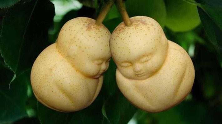 Khi thu hoạch, chỉ cần tháo khuôn ra, lấy quả và tái sử dụng cho vụ sau. Ảnh: Fruit Mould.