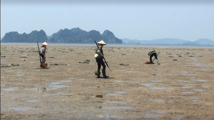 Khi mặt trời lên đỉnh điểm cũng là lúc thủy triều lên, mọi người lại lên thuyền tìm tới bãi bồi khác. Sá sùng có giá đắt bởi vì có hàm lượng dinh dưỡng cao, có thể dùng để chữa nhiều bệnh, đặc biệt sá sùng được quý ông sử dụng như thần dược tăng cường sinh lực.
