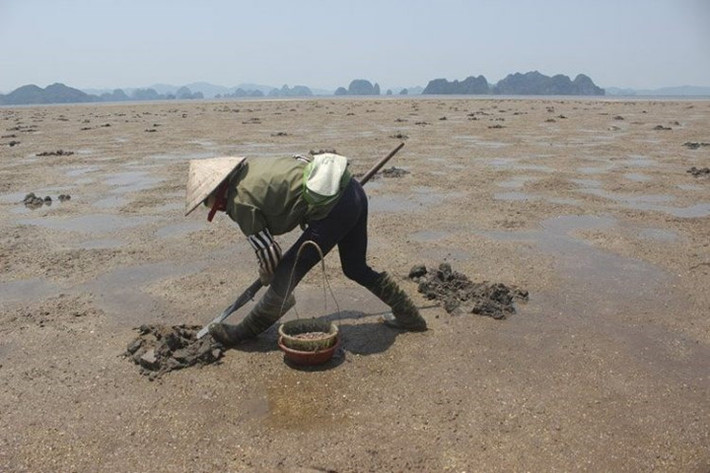 Sá sùng là lộc trời ban cho vùng đất Vân Đồn (Quảng Ninh). Khi còn tươi, sá sùng giống con giun, có độ dài khoảng 5-10cm, cá biệt có con dài 15-40cm. 1kg sá sùng tươi có giá 200 nghìn đồng, loại khô 4 triệu đồng/kg.