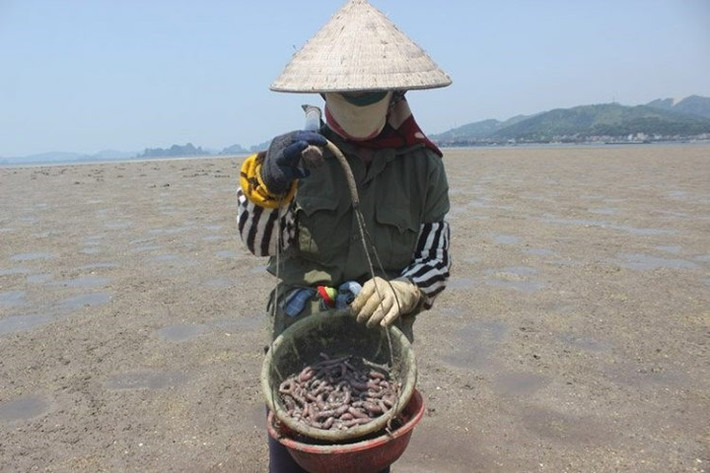 “Chỉ đào 1 buổi sáng tôi cũng được hơn một cân, thu vài trăm nghìn. Còn theo thuyền đi cả ngày thì kiếm được tiền triệu”, chị Tuyết cho biết. Theo kinh nghiệm của người dân, chỉ những vùng cát pha mới có sá sùng – “hoa giun”. Người đào phải thật tinh mắt. Khi thấy “hoa giun” thì phải nhanh tay cắm mũi mai xuống đào, nếu không chúng chui đi mất.