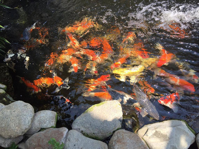 Anh từng phải đập hồ để xây lại dù mới làm được 2 tháng để có nơi nuôi cá đạt tiêu chuẩn. Hồ được đào sâu 1,5m để có thể nuôi được cá Koi khi chúng lớn. Khu vực nuôi cá có mái che để tránh nắng hay nước mưa có chất axit gây hại cho cá.