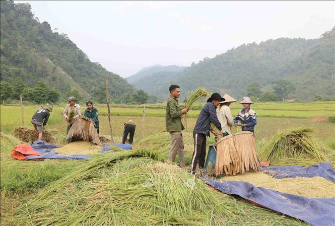 Thu hoạch vụ lúa xuân nơi thung lũng giữa đại ngàn Pù Huống.