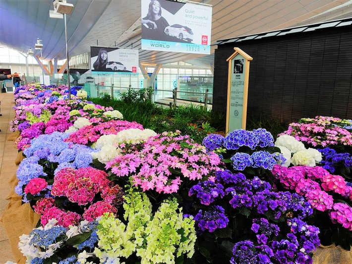 Trong khi đó sân bay quốc tế Tokyo Haneda (Nhật Bản) có hẳn một vườn hoa cho khách thoải mái ngắm nhìn.