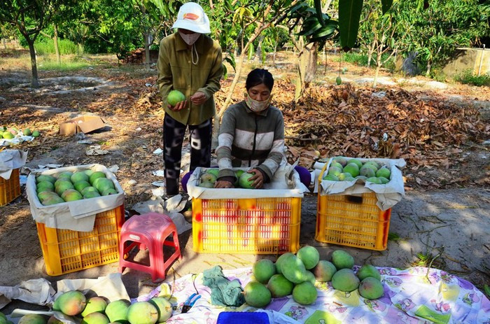 Tại Việt Nam, xoài Úc trồng nhiều ở huyện Cam Lâm (Khánh Hòa) với diện tích khoảng gần 3.000 ha. Ảnh: SGGP.