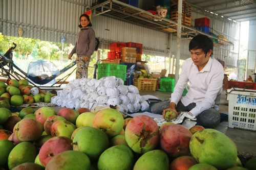 Theo nguồn tin trên báo Người lao động, giống xoài Úc khổng lồ (khoảng hơn 1kg/trái) năm nay mất mùa nên rất khan hiêm hàng. Ảnh: Nld.