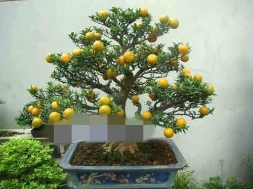 Mới đây, trên thị trường xuất hiện loại cam Nhật siêu trái trồng làm cảnh độc đáo được nhiều khách hàng quan tâm. Ảnh: FB Gardener Nguyễn Hoàng Phong.