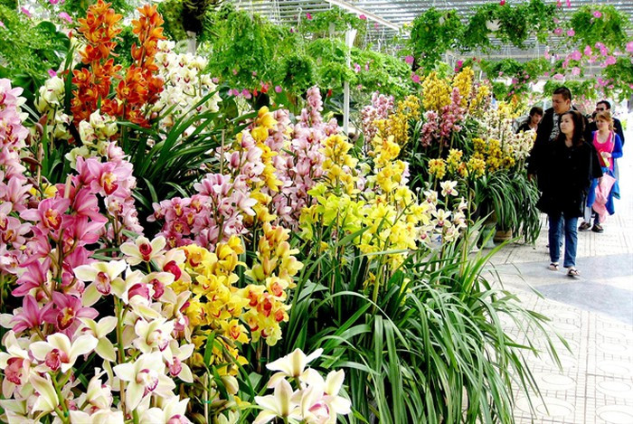 Bên cạnh hoa lily, hoa cúc, chợ hoa Đà Lạt còn mang đến hàng triệu cành hoa “đặc sản” độc đáo như cát tường, hồng, lan...Ảnh: Nongnghiep.