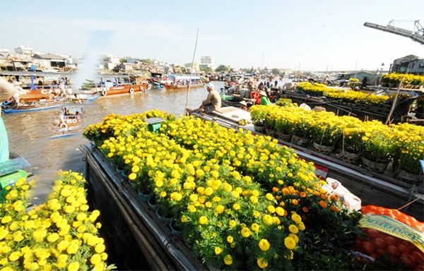 Những loài hoa quen thuộc như cúc, mai vàng, vạn thọ...tạo nên sắc vàng khắp một vùng sông nước. Ảnh: Datviettour.