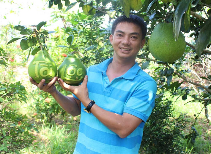 Trong đó, khoảng 2/3 số lượng bưởi hồ lô đã có người đặt hàng. Ảnh: Vietnamnet.