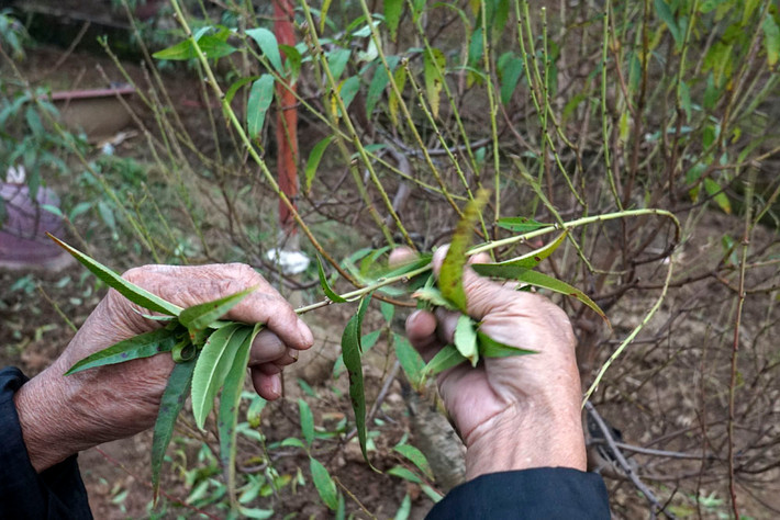 Khi tuốt, nên bứt từng lá, không nên làm một đường tỉa thẳng từ trên xuống sẽ làm hỏng mầm hoa đào mọc. Ảnh: Caycanh.