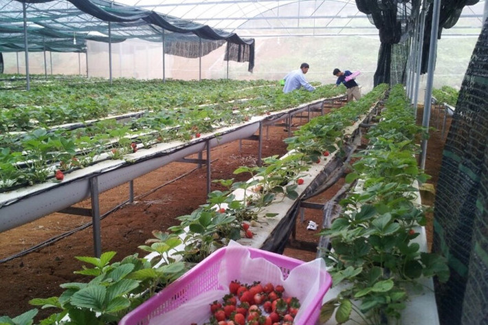 Du khách được tận tay hái dâu tây tươi ngon. Ảnh: Lao động.