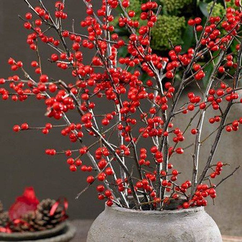 Mặc dù đã xuất hiện trên thị trường cây cảnh Việt Nam cách đây gần chục năm nhưng khoảng 2 - 3 năm gần đây thú chơi đào đông đỏ nhập khẩu mới trở nên rầm rộ. Ảnh: Facebook.
