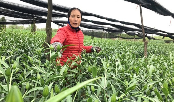 Chủ vườn tỉ mỉ từ tưới nước, bắt sâu, phun thuốc kích rễ cho đến sưởi ấm cây sao cho hoa nở đúng dịp Tết. Ảnh: Baonghean.