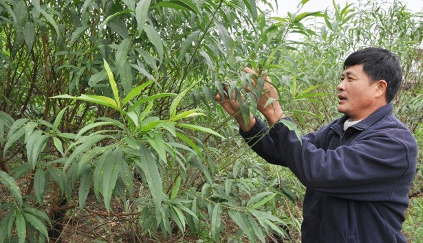 Các hộ trồng đào hoàn thành việc tuốt lá, chuẩn bị cho công đoạn nuôi mắt, để đào ra hoa đúng Tết Nguyên đán. Ảnh: Baohatinh.