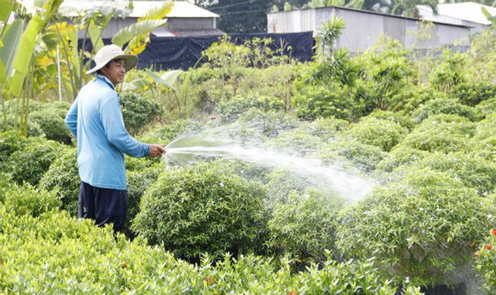 Trung bình mỗi hộ trong làng có từ 500 – 1.000 gốc mai. Thời điểm cận Tết, mỗi cây hoa mai có mức giá dao động từ 500.000 đến hàng chục triệu đồng, tùy theo kích cỡ, kiểu dáng. Ảnh: Baophapluat.