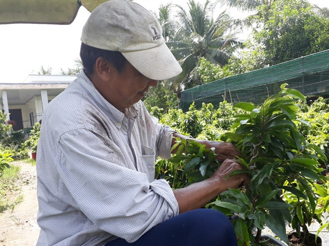 Về làng hoa Chợ Lách (Bến Tre) những ngày này, không khó để bắt gặp hình ảnh người nông dân gấp rút chuẩn bị vụ hoa kiểng. Ảnh: Nongnghiep.