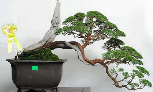 Kim sa tùng là cây thân gỗ nhỏ, phát triển phổ biến ở các khu vực Đông Nam Á. Tại việt Nam, cây sa tùng chủ yếu mọc ở các tỉnh của khu vực miền trung. Ảnh: Gardener Nguyễn Hoàng Phong.