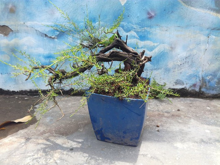 Bonsai kim sa tùng thế bạt phong oằn xuống tận gốc. Ảnh: FB Tùng Kim Sa.