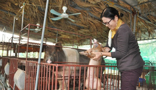 Cho lợn nghe nhạc Pháp cũng là phương pháp nuôi lợn độc đáo mà bà Nguyễn Thị Liên – chủ trang trại giun quế PHT ở xã Phú Cường (Sóc Sơn, Hà Nội) áp dụng thành công. Ảnh: Dân Việt.