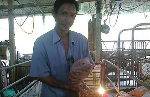 Nhờ cách làm này, mấy năm liền đàn heo của anh Phương luôn mang lại năng suất cao, thu lợi hàng trăm triệu đồng. Ảnh: Người lao động.